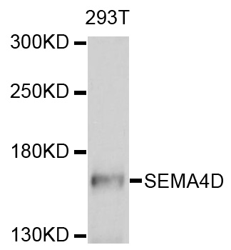 SEMA4D / Semaphorin 4D / CD100 Antibody - Western blot analysis of extracts of 293T cells, using SEMA4D antibody at 1:1000 dilution. The secondary antibody used was an HRP Goat Anti-Rabbit IgG (H+L) at 1:10000 dilution. Lysates were loaded 25ug per lane and 3% nonfat dry milk in TBST was used for blocking. An ECL Kit was used for detection and the exposure time was 10s.