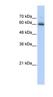 SEMA4F / Semaphorin 4F Antibody - SEMA4F antibody Western blot of Transfected 293T cell lysate. This image was taken for the unconjugated form of this product. Other forms have not been tested.