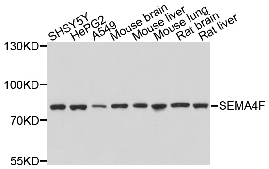 SEMA4F / Semaphorin 4F Antibody - Western blot analysis of extracts of various cell lines, using SEMA4F antibody at 1:1000 dilution. The secondary antibody used was an HRP Goat Anti-Rabbit IgG (H+L) at 1:10000 dilution. Lysates were loaded 25ug per lane and 3% nonfat dry milk in TBST was used for blocking. An ECL Kit was used for detection and the exposure time was 30s.