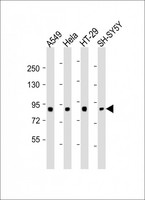 SEMA4G / Semaphorin 4G Antibody - All lanes : Anti-SEMA4G Antibody at 1:2000 dilution Lane 1: A549 whole cell lysates Lane 2: HeLa whole cell lysates Lane 3: HT-29 whole cell lysates Lane 4: SH-SY5Y whole cell lysates Lysates/proteins at 20 ug per lane. Secondary Goat Anti-Rabbit IgG, (H+L), Peroxidase conjugated at 1/10000 dilution Predicted band size : 91 kDa Blocking/Dilution buffer: 5% NFDM/TBST.