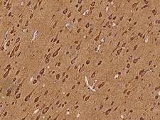 SEMA4G / Semaphorin 4G Antibody - Immunochemical staining of human SEMA4G in human brain with rabbit polyclonal antibody at 1:100 dilution, formalin-fixed paraffin embedded sections.