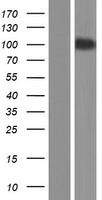 SEMA4G / Semaphorin 4G Protein - Western validation with an anti-DDK antibody * L: Control HEK293 lysate R: Over-expression lysate