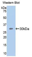 SEMA5B / Semaphorin 5B Antibody - Western Blot; Sample: Recombinant protein.