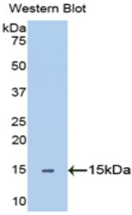 SEMA5B / Semaphorin 5B Antibody - Western blot of recombinant SEMA5B.  This image was taken for the unconjugated form of this product. Other forms have not been tested.