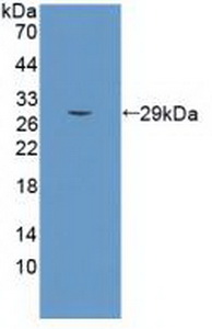 SEMA5B / Semaphorin 5B Antibody - Western Blot; Sample: Recombinant SEMA5B, Human.