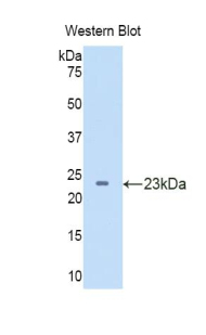 SEMA5B / Semaphorin 5B Antibody - Western blot of recombinant SEMA5B.  This image was taken for the unconjugated form of this product. Other forms have not been tested.