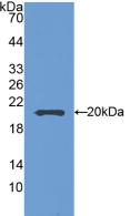 SEMA5B / Semaphorin 5B Antibody - Western Blot; Sample: Recombinant SEMA5B, Mouse.