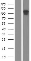 SEMA6B / Semaphorin 6B Protein - Western validation with an anti-DDK antibody * L: Control HEK293 lysate R: Over-expression lysate