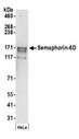 SEMA6D / Semaphorin 6D Antibody - Detection of human Semaphorin-6D by western blot. Samples: Whole cell lysate (50 µg) from HeLa cells prepared using NETN lysis buffer. Antibodies: Affinity purified rabbit anti-Semaphorin-6D antibody used for WB at 0.4 µg/ml. Detection: Chemiluminescence with an exposure time of 3 minutes.