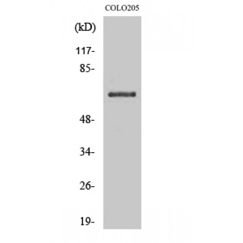 SEMA7A / Semaphorin 7A Antibody - Western blot of CD108 antibody