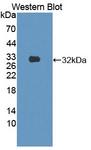 SEMA7A / Semaphorin 7A Antibody - Western blot of SEMA7A / Semaphorin 7A antibody.