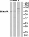 SEMA7A / Semaphorin 7A Antibody - Western blot of extracts from CoLo cells, HepG2 cells and JK cells, using SEMA7A antibody.