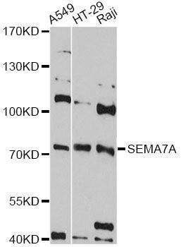 SEMA7A / Semaphorin 7A Antibody - Western blot analysis of extracts of various cell lines, using SEMA7A antibody at 1:3000 dilution. The secondary antibody used was an HRP Goat Anti-Rabbit IgG (H+L) at 1:10000 dilution. Lysates were loaded 25ug per lane and 3% nonfat dry milk in TBST was used for blocking. An ECL Kit was used for detection and the exposure time was 90s.