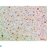 SEMA7A / Semaphorin 7A Antibody - Immunohistochemical analysis of paraffin-embedded human-brain, antibody was diluted at 1:200.