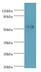 SEMG1 Antibody - Western blot. All lanes: SEMG1 antibody at 4 ug/ml+mouse gonad tissue. Secondary antibody: Goat polyclonal to rabbit at 1:10000 dilution. Predicted band size: 52 kDa. Observed band size: 52 kDa.