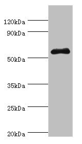 SEMG1 Antibody - Western blot All lanes: SEMG1 antibody at 4µg/ml + Mouse gonad tissue Secondary Goat polyclonal to rabbit IgG at 1/10000 dilution Predicted band size: 53, 46 kDa Observed band size: 53 kDa
