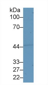 SEMG1 Antibody - Western Blot; Sample: Human Lung lysate; ;Primary Ab: 1µg/ml Rabbit Anti-Human SEMG1 Antibody;Second Ab: 0.2µg/mL HRP-Linked Caprine Anti-Rabbit IgG Polyclonal Antibody;