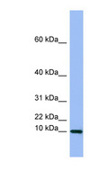 SEMG1 Antibody - SEMG1 antibody Western blot of COLO205 cell lysate. This image was taken for the unconjugated form of this product. Other forms have not been tested.