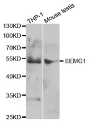 SEMG1 Antibody - Western blot analysis of extracts of various cell lines.