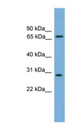 SEMG2 Antibody - SEMG2 antibody Western blot of COLO205 cell lysate. This image was taken for the unconjugated form of this product. Other forms have not been tested.