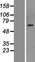 SEMG2 Protein - Western validation with an anti-DDK antibody * L: Control HEK293 lysate R: Over-expression lysate