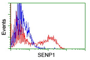 SENP1 Antibody - HEK293T cells transfected with either overexpress plasmid (Red) or empty vector control plasmid (Blue) were immunostained by anti-SENP1 antibody, and then analyzed by flow cytometry.
