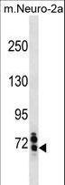SENP1 Antibody - Mouse Senp1 Antibody western blot of mouse Neuro-2a cell line lysates (35 ug/lane). The Mouse Senp1 antibody detected the Mouse Senp1 protein (arrow).