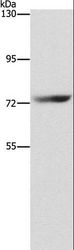SENP1 Antibody - Western blot analysis of HepG2 cell, using SENP1 Polyclonal Antibody at dilution of 1:1500.