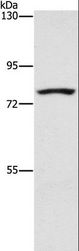 SENP1 Antibody - Western blot analysis of K562 cell, using SENP1 Polyclonal Antibody at dilution of 1:1500.