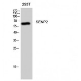 SENP2 Antibody - Western blot of SENP2 antibody
