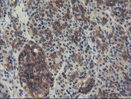 SENP2 Antibody - IHC of paraffin-embedded Human pancreas tissue using anti-SENP2 mouse monoclonal antibody. (Heat-induced epitope retrieval by 10mM citric buffer, pH6.0, 100C for 10min).