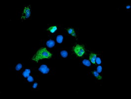 SENP2 Antibody - Anti-SENP2 mouse monoclonal antibody immunofluorescent staining of COS7 cells transiently transfected by pCMV6-ENTRY SENP2.