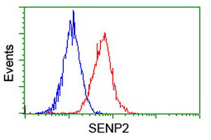 SENP2 Antibody - Flow cytometry of HeLa cells, using anti-SENP2 antibody (Red), compared to a nonspecific negative control antibody (Blue).