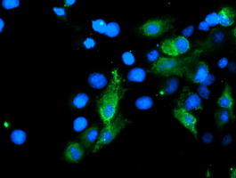 SENP2 Antibody - Anti-SENP2 mouse monoclonal antibody immunofluorescent staining of COS7 cells transiently transfected by pCMV6-ENTRY SENP2.