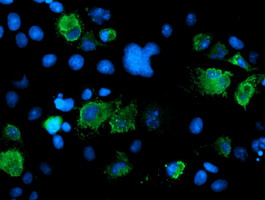 SENP2 Antibody - Anti-SENP2 mouse monoclonal antibody immunofluorescent staining of COS7 cells transiently transfected by pCMV6-ENTRY SENP2.