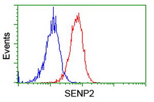 SENP2 Antibody - Flow cytometry of Jurkat cells, using anti-SENP2 antibody (Red), compared to a nonspecific negative control antibody (Blue).