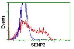 SENP2 Antibody - HEK293T cells transfected with either overexpress plasmid (Red) or empty vector control plasmid (Blue) were immunostained by anti-SENP2 antibody, and then analyzed by flow cytometry.