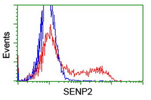 SENP2 Antibody - HEK293T cells transfected with either overexpress plasmid (Red) or empty vector control plasmid (Blue) were immunostained by anti-SENP2 antibody, and then analyzed by flow cytometry.