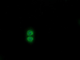 SENP2 Antibody - Anti-SENP2 mouse monoclonal antibody immunofluorescent staining of COS7 cells transiently transfected by pCMV6-ENTRY SENP2.