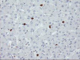 SENP2 Antibody - IHC of paraffin-embedded Human liver tissue using anti-SENP2 mouse monoclonal antibody.