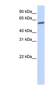 SENP3 Antibody - SENP3 antibody Western blot of 721_B cell lysate. This image was taken for the unconjugated form of this product. Other forms have not been tested.