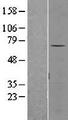 SENP3 Protein - Western validation with an anti-DDK antibody * L: Control HEK293 lysate R: Over-expression lysate