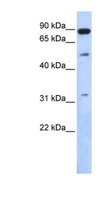 SENP5 Antibody - SENP5 antibody Western blot of 293T cell lysate. This image was taken for the unconjugated form of this product. Other forms have not been tested.