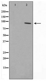 SENP5 Antibody - Western blot of COS7 cell lysate using SENP5 Antibody