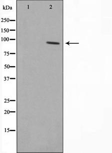 SENP5 Antibody - Western blot analysis on COS7 cell lysates using SENP5 antibody. The lane on the left is treated with the antigen-specific peptide.