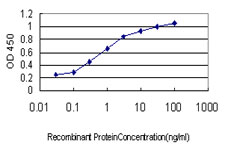 SENP6 Antibody - Detection limit for recombinant GST tagged SENP6 is approximately 0.03 ng/ml as a capture antibody.