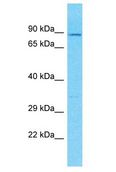 SENP7 Antibody - SENP7 antibody Western Blot of THP-1. Antibody dilution: 1 ug/ml.  This image was taken for the unconjugated form of this product. Other forms have not been tested.