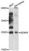 SENP8 Antibody - Western blot analysis of extracts of various cell lines, using SENP8 antibody at 1:3000 dilution. The secondary antibody used was an HRP Goat Anti-Rabbit IgG (H+L) at 1:10000 dilution. Lysates were loaded 25ug per lane and 3% nonfat dry milk in TBST was used for blocking. An ECL Kit was used for detection and the exposure time was 30s.