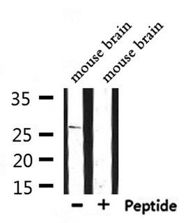 SENP8 Antibody