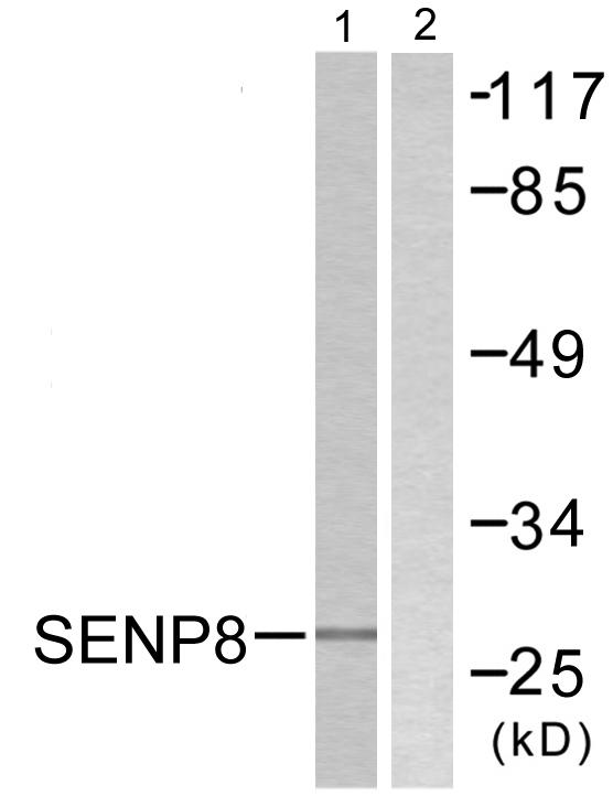 SENP8 Antibody - Western blot analysis of extracts from HuvEc cells, using SENP8 antibody.